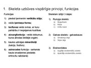Prezentācija 'Konspekts ieskaitei treneriem anatomijā', 2.