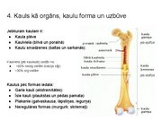 Prezentācija 'Konspekts ieskaitei treneriem anatomijā', 5.