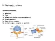 Prezentācija 'Konspekts ieskaitei treneriem anatomijā', 11.