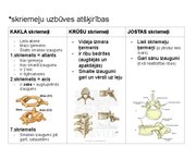 Prezentācija 'Konspekts ieskaitei treneriem anatomijā', 12.