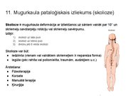 Prezentācija 'Konspekts ieskaitei treneriem anatomijā', 14.