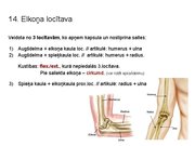 Prezentācija 'Konspekts ieskaitei treneriem anatomijā', 17.