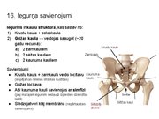 Prezentācija 'Konspekts ieskaitei treneriem anatomijā', 19.