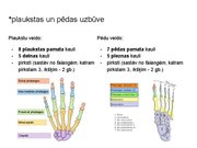Prezentācija 'Konspekts ieskaitei treneriem anatomijā', 23.