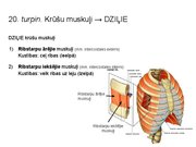 Prezentācija 'Konspekts ieskaitei treneriem anatomijā', 27.