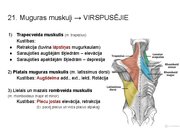 Prezentācija 'Konspekts ieskaitei treneriem anatomijā', 28.