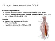 Prezentācija 'Konspekts ieskaitei treneriem anatomijā', 29.