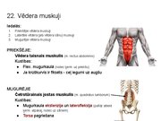 Prezentācija 'Konspekts ieskaitei treneriem anatomijā', 30.
