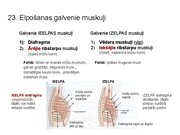 Prezentācija 'Konspekts ieskaitei treneriem anatomijā', 32.