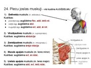 Prezentācija 'Konspekts ieskaitei treneriem anatomijā', 33.