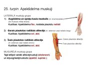 Prezentācija 'Konspekts ieskaitei treneriem anatomijā', 36.