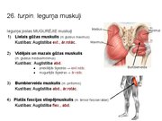 Prezentācija 'Konspekts ieskaitei treneriem anatomijā', 38.
