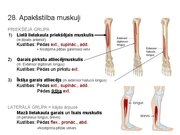 Prezentācija 'Konspekts ieskaitei treneriem anatomijā', 41.