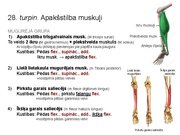 Prezentācija 'Konspekts ieskaitei treneriem anatomijā', 42.