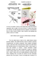 Konspekts 'Malārijas ods', 2.