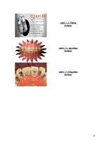 Referāts 'Ortodontija', 10.