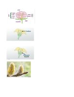 Konspekts '32 Terms in the Field of Agriculture and Botany', 20.