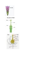 Konspekts '32 Terms in the Field of Agriculture and Botany', 21.