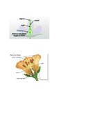 Konspekts '32 Terms in the Field of Agriculture and Botany', 22.