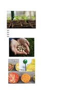 Konspekts '32 Terms in the Field of Agriculture and Botany', 24.