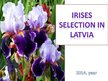 Prezentācija 'Irises Selection in Latvia', 1.
