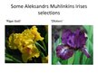 Prezentācija 'Irises Selection in Latvia', 12.