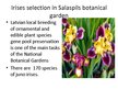 Prezentācija 'Irises Selection in Latvia', 14.