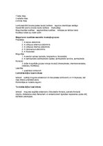 Konspekts 'Dejas anatomijas eksāmena atbildes', 4.