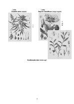 Referāts 'Narkotiskās vielas', 6.