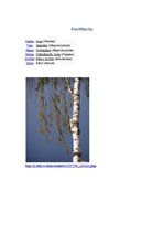 Referāts 'Bērzs un tā kaimiņi dažādos gadalaikos', 4.