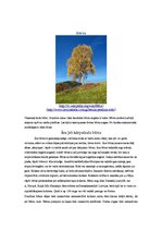 Referāts 'Bērzs un tā kaimiņi dažādos gadalaikos', 5.