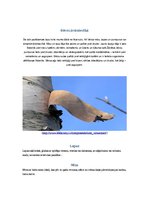 Referāts 'Bērzs un tā kaimiņi dažādos gadalaikos', 7.