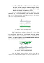 Referāts 'Jūras transports', 31.