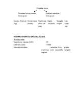 Konspekts 'Organizētā noziedzība', 6.