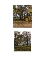 Referāts 'Ozoli', 1.