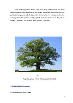 Referāts 'Ozoli', 5.