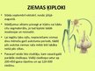 Prezentācija 'Ķiploku audzēšana', 8.