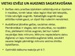 Prezentācija 'Ķiploku audzēšana', 11.