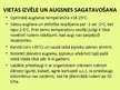 Prezentācija 'Ķiploku audzēšana', 12.