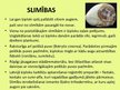 Prezentācija 'Ķiploku audzēšana', 15.