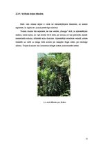 Biznesa plāns 'SIA "Avalance" biznesa attīstības plāns', 10.