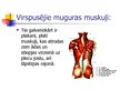 Prezentācija 'Muguras muskuļi', 3.