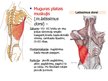 Prezentācija 'Muguras muskuļi', 5.