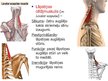 Prezentācija 'Muguras muskuļi', 8.