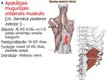 Prezentācija 'Muguras muskuļi', 9.