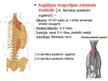 Prezentācija 'Muguras muskuļi', 10.