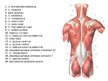 Prezentācija 'Muguras muskuļi', 11.