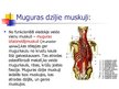 Prezentācija 'Muguras muskuļi', 13.