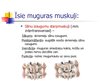 Prezentācija 'Muguras muskuļi', 14.