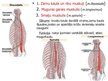 Prezentācija 'Muguras muskuļi', 19.